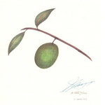 Shin Harada - メニュー裏