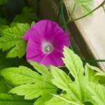 甘の味・茶の道 茶席菓子 - 朝顔と言えば利休