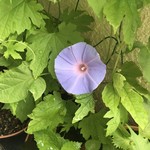 甘の味・茶の道 茶席菓子 - 鶴瓶撮られて⁇