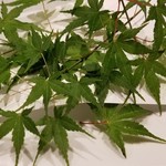 日本料理 TOBIUME - ⑬終焉～"揚げたてをどうぞ"
      かりんとう饅頭
      揚げ立てホカホカで表面はパリッと。
      中にあるあんこの優しい甘さが嬉しいです♪