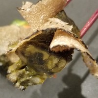 日本料理 TOBIUME - ⑨素潜～"磯の片思い"
                煮黒鮑(福岡県橿原産)の炭火焼き、肝ソース、夏トリュフ
                ステーキの様な厚みで上質で柔らかな肉質なのですが、細工包丁が入って、更に柔らかい。