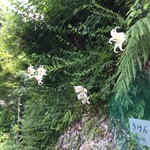 中国精進料理 凛林 - 道中に母の好きな山百合が