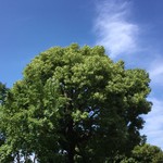 中国精進料理 凛林 - 風は強いが晴天