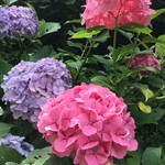 中国精進料理 凛林 - 鎌倉は紫陽花が満開