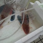 廻鮮寿司 塩釜港 - ホウボウ