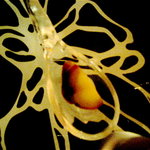 エリゼ光 - アミューズ4：落花生のブランマンジェ