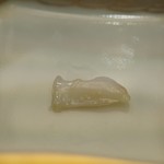 赤坂 詠月 - 鮑の歯