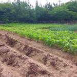 慈久庵 - 慈久庵さんの畑(そばじゃないです)