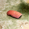 Sushi Wadatsumi 