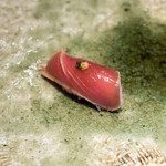 Sushi Wadatsumi  - カツオ