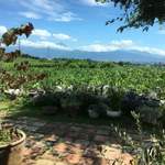 キュイエット - 