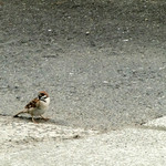 讃岐うどん がもう - チラチラとこちらを見ながら完全にうどんを待ってます（笑）