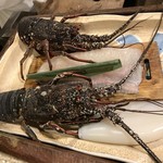 うを徳 - 本日の主役の大将 活伊勢海老