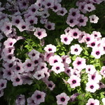 カステッロ - カステッロ 