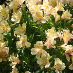 カステッロ - カステッロ 