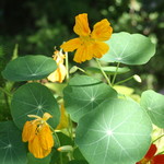 カステッロ - カステッロ 