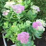 カステッロ - カステッロ 