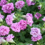 カステッロ - カステッロ 