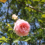 カステッロ - カステッロ 