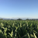 L'altro Campagnolo - ざわわ、ざわわ、ざわわ ♪