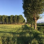 L'altro Campagnolo - 陽が昇ったばかり