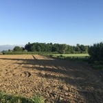 L'altro Campagnolo - 小麦畑は刈り取りが終わって次の苗が植わっている