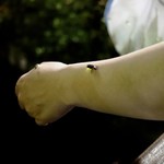 りょうりや 御旅屋 - 6/1には高瀬川に蛍を放し風情がありますね