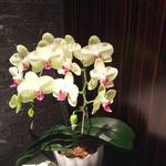 シグネチャー - 