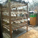 寿喜養膳 - ニンニクを干してあります