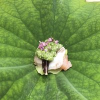 青草窠 - 