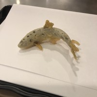 天ぷら はせ川 - 