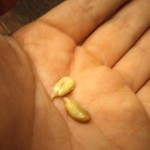 麺線屋formosa - だってこんなに小さいんです！