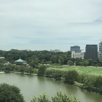 東天紅 上野店 - もう少しで蓮の花の見頃