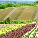 フロックスホール - パッチワーク柄に彩られた花畑
            