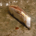 寿し おおはた - 