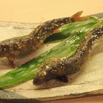 御料理 めなみ - 活鮎の塩焼き