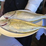 ウシマル - 勝浦産・縞鯵