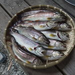 渓流魚の里　七瀬川 - 釣ったアマゴを焼いて食べる