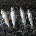 渓流魚の里　七瀬川 - こんな感じで焼きます