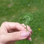 ヤツレン ソフトクリーム売店 - 敷地内の草原で、同行者が四つ葉のクローバーを発見！