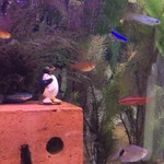 オーノ ボーノ - 