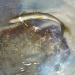 日本料理 TOBIUME - さっきまで生簀で泳いでいた若鮎がいました♪