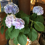 カフェレストラン ホット・ベリー - 