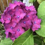 カフェレストラン ホット・ベリー - 