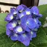 カフェレストラン ホット・ベリー - 