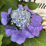 カフェレストラン ホット・ベリー - 