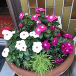 カフェレストラン ホット・ベリー - 