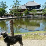 古城の国のアリス - 