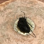 ル スプートニク - 