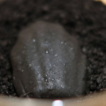 サンプリシテ - ランチコース 5940円 のブラックオリーブのマドレーヌ